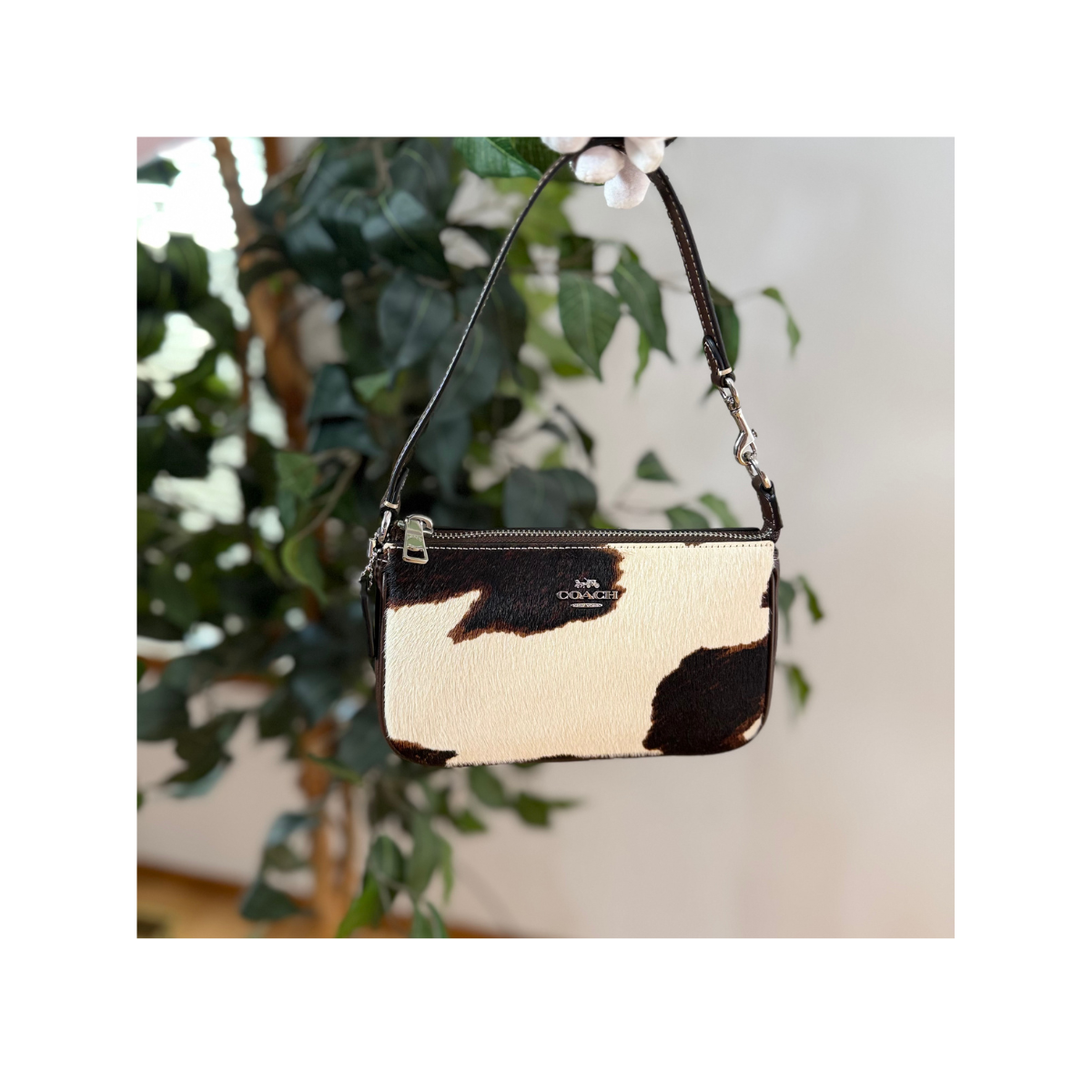Coach Nolita 19 With Cow Print